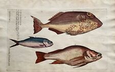 Używany, 1686 Richard Hunt Dopo Silviani HERRING Apri Brama Pesce Folio Incisione In Rame na sprzedaż  Wysyłka do Poland