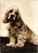 Old postcard cocker d'occasion  Expédié en Belgium