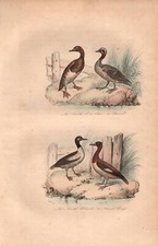 Stampa antica anatre usato  Lecco