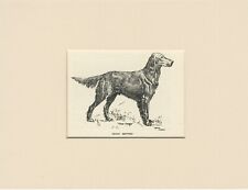 Irish setter old usato  Spedire a Italy