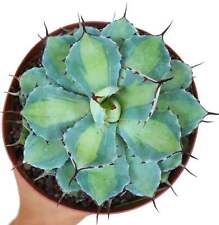 Agave potatorum perla usato  Napoli
