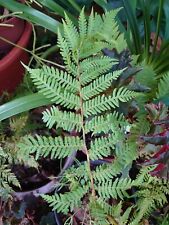 Cyathea cooperi rare d'occasion  La Seyne-sur-Mer