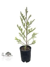 Coast redwood tree for sale  Carlotta