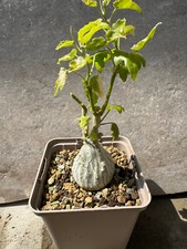 Xerosicyos pubescens cucurbita gebraucht kaufen  Hannover