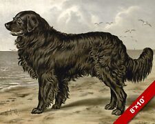 Gentle newfoundland pet for sale  South Jordan