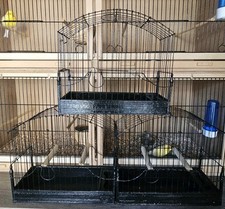 Fife boarder canary for sale  CHICHESTER