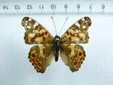 ENTOMOLOGIA, BORBOLETA: VANESSA VIRGINNENSIS MACHO PERU comprar usado  Enviando para Brazil