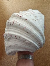 Real giant tridacninae for sale  WIMBORNE