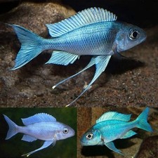 Blue gold tip for sale  Haslet