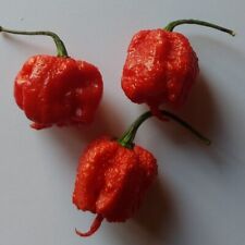 Semi peperoncino carolina usato  Verrayes