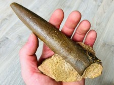 Megateuthis belemnit 16 gebraucht kaufen  Kiel