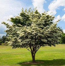 Kousa japanese dogwood for sale  Mcminnville