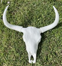 Texas longhorn skull for sale  Pompano Beach