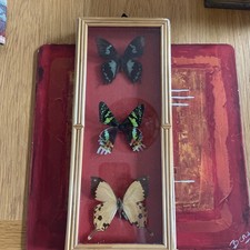 Real rare african for sale Real rare african for sale  BANBURY