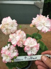 Pelargonium geranium zonal for sale  NORTHWICH