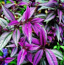 Persian shield strobilanthes for sale  Mobile