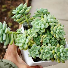 Exact plant sedum for sale  BEXHILL-ON-SEA