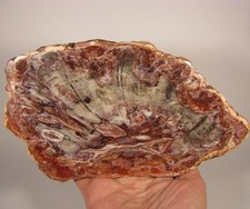 petrified wood slab for sale petrified wood slab for sale Acworth
