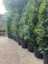 Large buxus sempevirens for sale  MILTON KEYNES