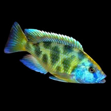 Venustus african cichlid for sale  Converse