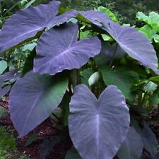 Colocasia esculenta black for sale  NOTTINGHAM