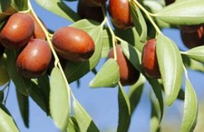 Jujube trees live for sale  Danielson