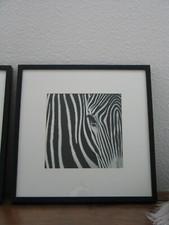 Afrika zebra black gebraucht kaufen  Lörrach