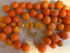 Sunki mandarin poncirus for sale  Shipping to Ireland