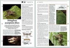 Stingless scorpion flies for sale  SLEAFORD