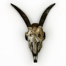 Exotic goat ram for sale  Abilene