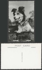 Welsh collie dog for sale  UK