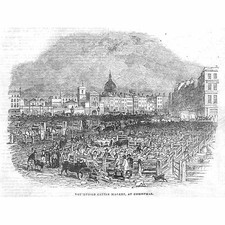 London smithfield cattle for sale  GLASGOW