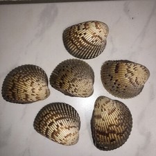 Muscheln cape cod gebraucht kaufen  Geisenhausen