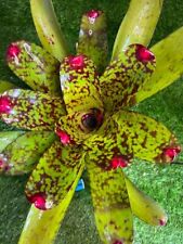 Neoregelia tequila sun for sale  USA