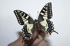 papilio machaon usato  Catania