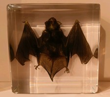Taxidermy acrylic block. for sale  DOVER