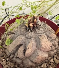 Dioscorea elephantipes 18cm d'occasion  Rouen-