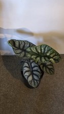 Alocasia silver dragon for sale  PLYMOUTH