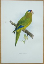 Antique parrot print for sale  SHREWSBURY