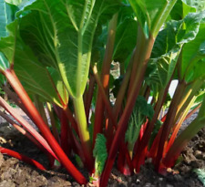 Victoria rhubarb plant for sale  Baldwinsville