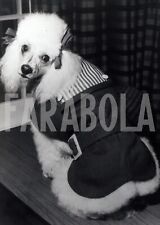 Vintage animali barboncino usato  Roma