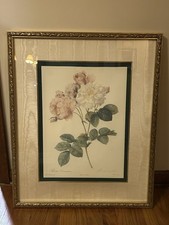 rosa damascena print for sale rosa damascena print for sale Cleveland