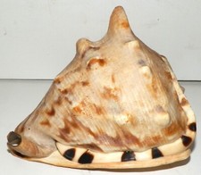 Horned helmet tiger for sale  Goleta
