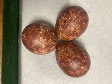 taxidermy birds eggs for sale taxidermy birds eggs for sale BASINGSTOKE