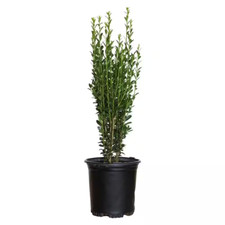 2.5 qt. sky for sale  Denver