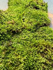 Fresh sheet moss for sale  ISLEWORTH