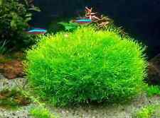 Riccia fluitans floating for sale  HARROGATE