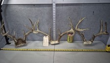Medium whitetail deer for sale  Valley City