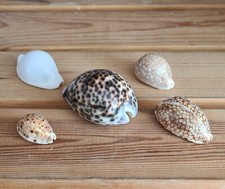 Vintage polished cowrie for sale  AXBRIDGE