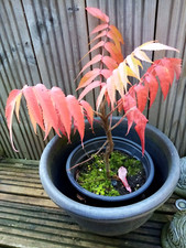 Staghorn roots sumac for sale  BEVERLEY